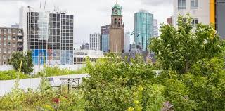 What Are The Benefits Of Green Roofs