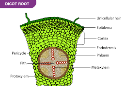 dicot root and monocot root