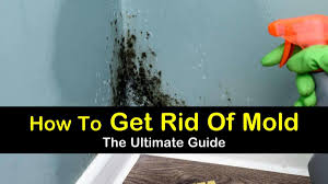13 reliable ways to get rid of mold at