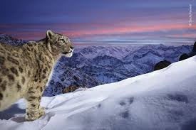 World Of The Snow Leopard Wall Print