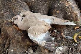 dead pigeon meaning what does it mean