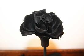 how to grow black roses truly experiences