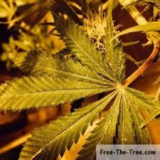 Especially in their larval form! Spider Mites In Marijuana Grow Room How To Identify Prevent Kill
