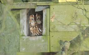 Tawny Owl To Nest In Your Garden