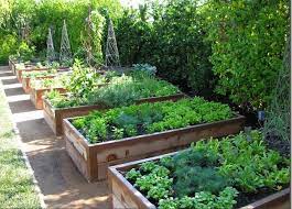 Vegetable Garden Raised Beds