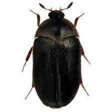 carpet beetle berwick pest control
