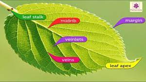 the structure of a leaf visor