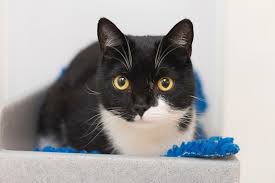 Search by zip code to meet available cats in your area. Choosing A Cat Make The Right Choice For You Cats Protection