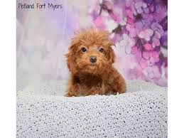 toy poodle dog male red 2834904 petland