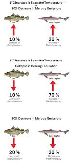 Climate Change And Overfishing Are Increasing Toxic Mercury