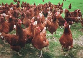 Keeping Chickens For Meat Table Birds Best Chicken Breeds