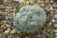 Saxifraga cochlearis - Alpine Garden Society - Plant Encyclopaedia