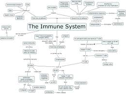 Disclosed Immune System Flowchart Worksheet Diagram Of The