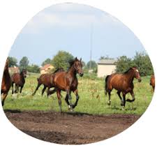 horse insurance es equine