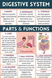 digestive system parts and functions