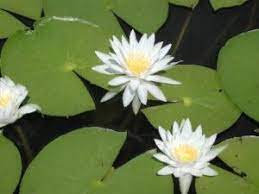 how to control white water lily
