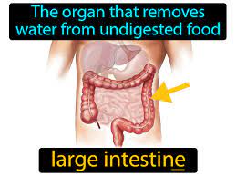 large intestine definition image
