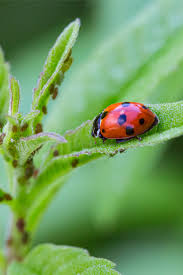how to attract ladybugs to your garden