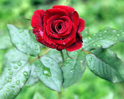 adorable wal red rose flower rose