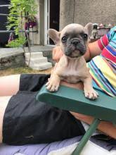 French bulldog puppies are really cute, so today we'll discuss a lot more about these pups, their growth stages, nutritional needs, and training! Puppies For Sale French Bulldog French Bulldog Usa Texas San Antonio San Antonio Price 1000