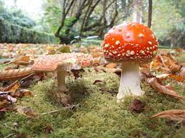 The Influence of Hallucinogenic Mushrooms on Christmas | Fungi Foundation  Blog