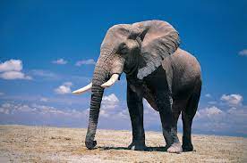 Elephant Wallpapers - Top Free Elephant ...
