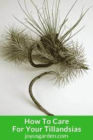 Maybe you would like to learn more about one of these? How To Care For Tillandsias Air Plants Joy Us Garden
