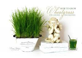 how to grow wheatgr for juicing