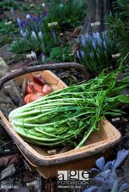 Puntatelle Italian Chicory Picked In