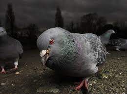 What are the symptoms in people? The Pecking Dead Panicked Russians Contact Authorities To Report Eerie Behaviour Of Zombie Pigeons The Independent The Independent