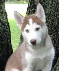 Look at pictures of husky puppies in minnesota who need a home. Siberian Husky Puppies For Sale Brainerd Mn 309381