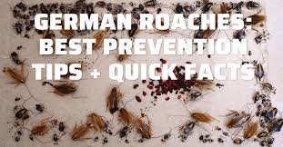 german roaches best prevention tips