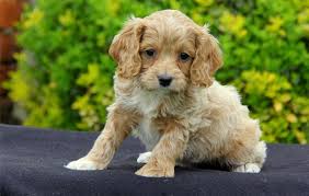 Your support is greatly appreciated. Cockapoo Puppies For Sale Sacramento Ca 116561
