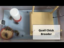 diy secure easy quail brooder