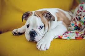 There are a number of things that can cause your bulldog (or any dog really) to over shed his fur. Bulldog Shedding Issues