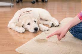 how to remove pet stains from your rug
