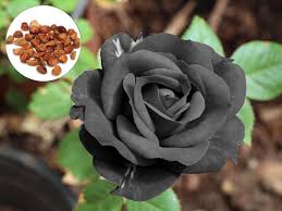 100 black rose rare flower seeds