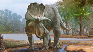 Sigue toda la actualidad y última hora de dinosaurios en okdiario.com. Menefeeceratops Sealeyi El Dinosaurio De Hace 82 Millones De Anos Pariente Del Triceratops As Com
