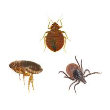 bed bugs vs fleas vs ticks