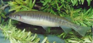 Native Freshwater Fishes