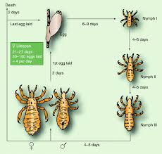 Life Cycle Of The Head Louse A Female Louse Lays 50 150