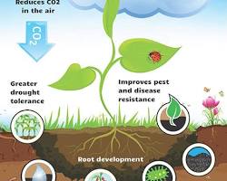 Biochar improving nutrient retention in soil