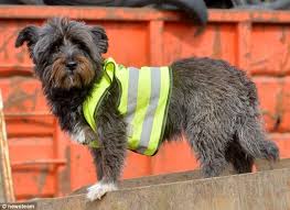 Image result for photos of australian politicians in high viz clothing