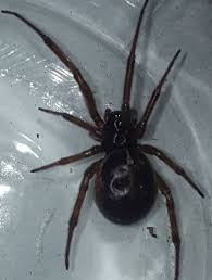 What should i do if i've been bitten? Locals Warned To Be Wary After Nest Of False Black Widow Spiders Found At Passage West House Cork Beo