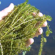 Image result for Elodea canadensis