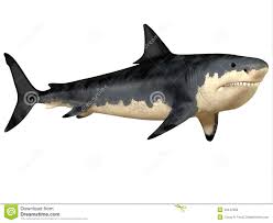 Megalodon, der größte hai aller zeiten, ist wohl bereits vor 3,6 millionen jahren ausgestorben. Grosser Zahn Megalodon Stockfoto Bild Von Oligozan Zahne 33447658