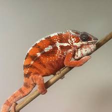 tamatave panther chameleons are a very
