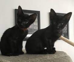 See photos of cute kittens in your area. Free Cats And Kittens For Adoption And Rehoming Near Me Home Facebook