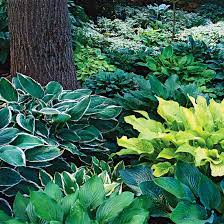 It should stay in place without constant pruning. Perennials For Shady Gardens Zone 9