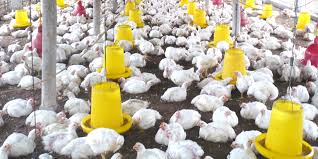 Simak video ayam broiler 35 hari panen !!! Di Magelang Harga Ayam Anjlok Rp 7000 Kg Borobudurnews